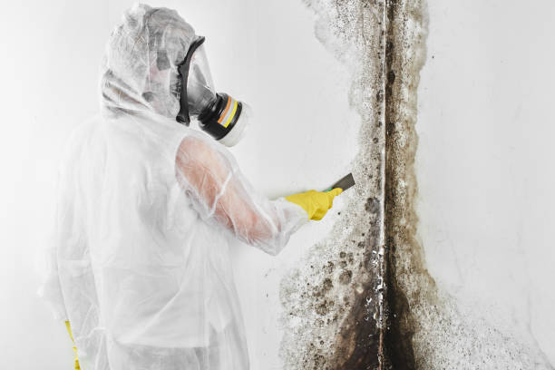 Best Mold Removal Company Near Me  in Luna Pier, MI