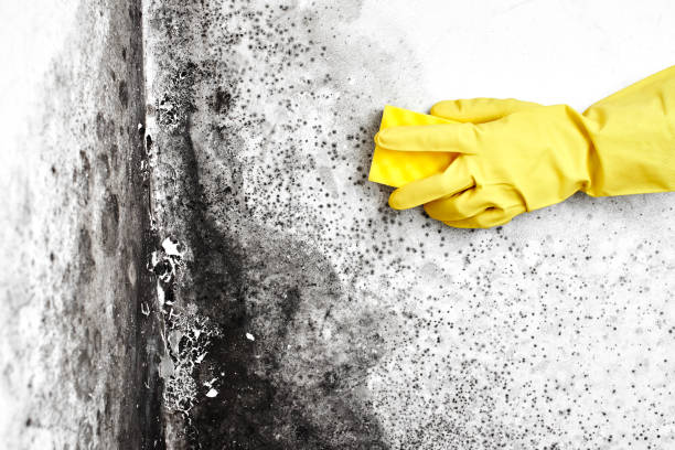 Best Certified Mold Removal  in Luna Pier, MI