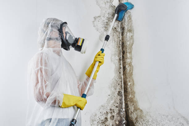 Trusted Luna Pier, MI Mold Removal Experts