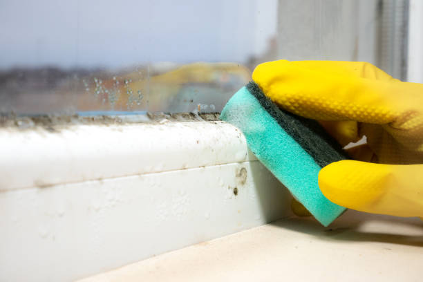 Best Black Mold Removal  in Luna Pier, MI