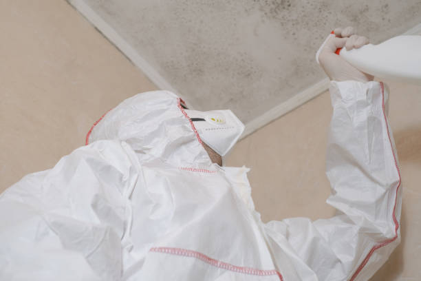 Mold Removal and Inspection in Luna Pier, MI