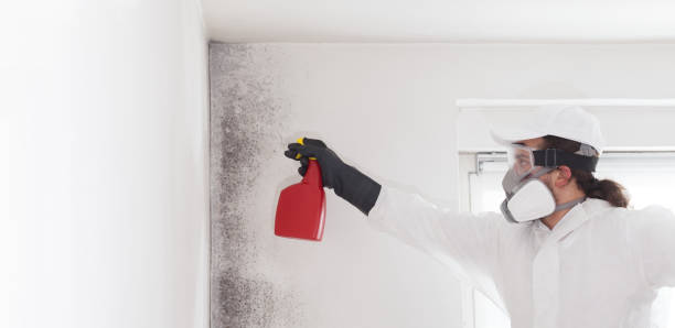 Best Toxic Mold Removal  in Luna Pier, MI