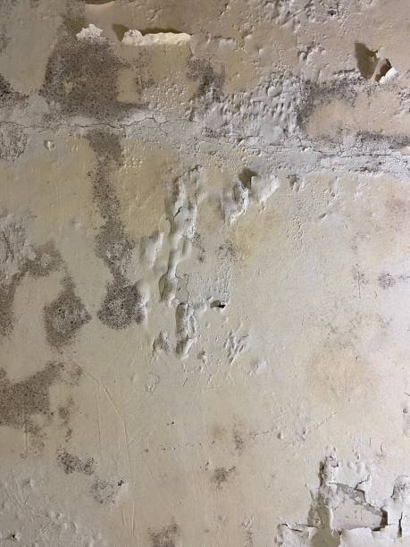 Best Commercial Mold Removal  in Luna Pier, MI