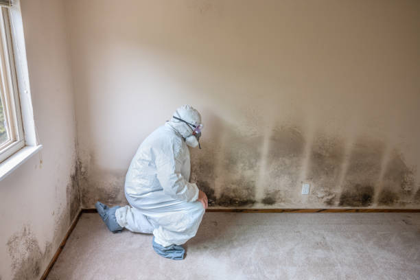 Best Best Mold Removal Companies  in Luna Pier, MI