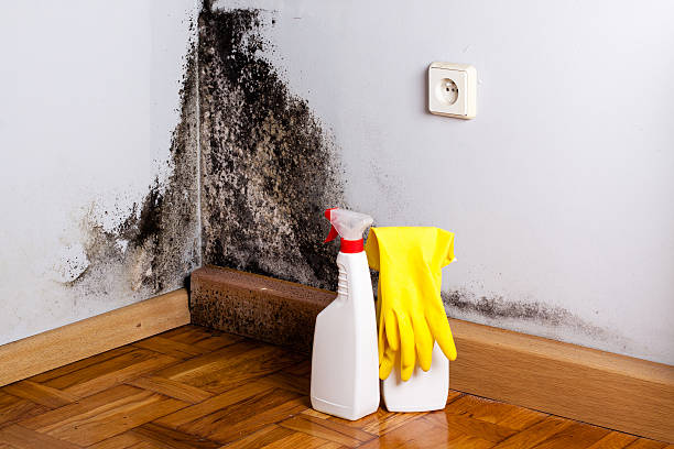 Mold Testing and Removal in Luna Pier, MI
