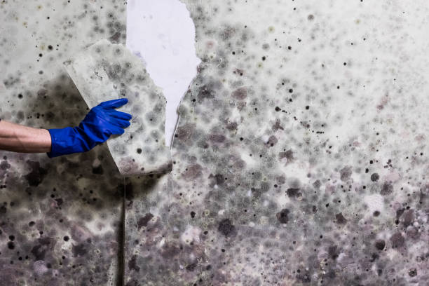Best Residential Mold Removal  in Luna Pier, MI