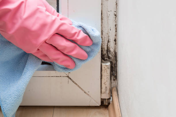 Best Attic Mold Removal  in Luna Pier, MI