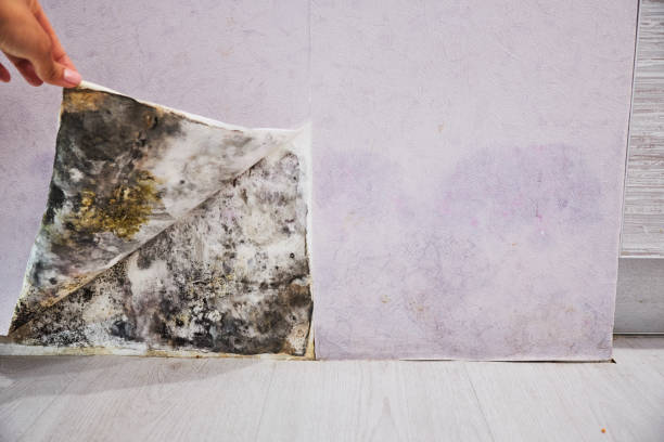 Best Fast Mold Removal  in Luna Pier, MI